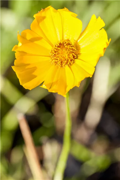 Mädchenauge Coreopsis grandiflora Schnittgold Sommerblüher 