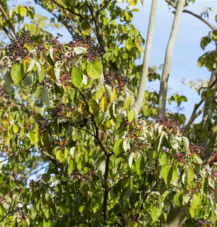 cornus sanguinea