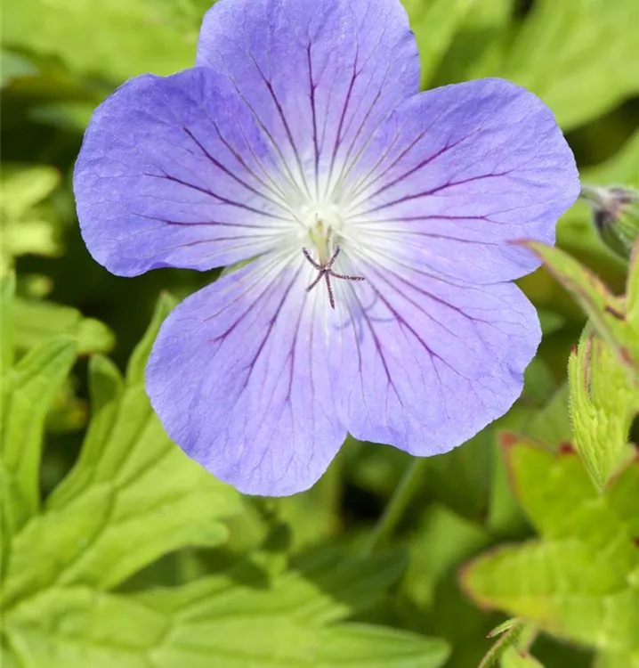 Geranium pratense 'Johnson's Blue'