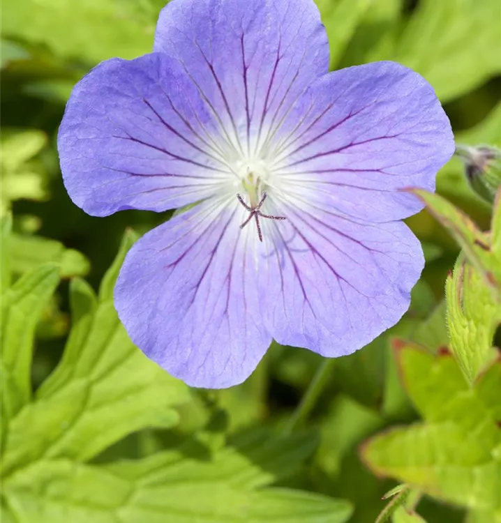 pratense \'Johnson\'s Blue\' Geranium