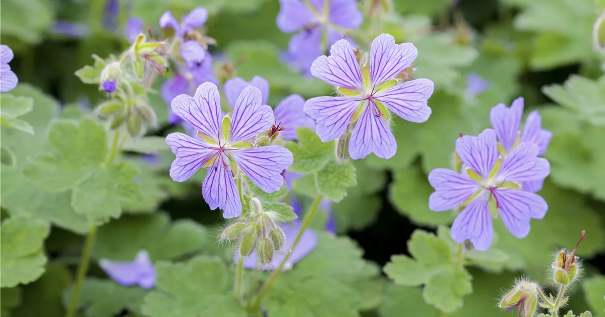 Geranium renardii