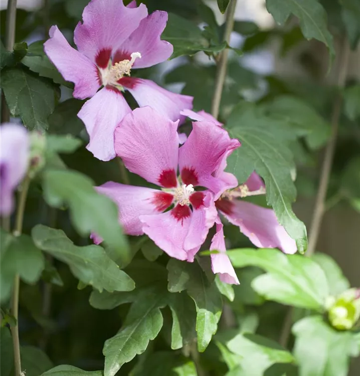 Hibiscus syriacus woodbridge discount