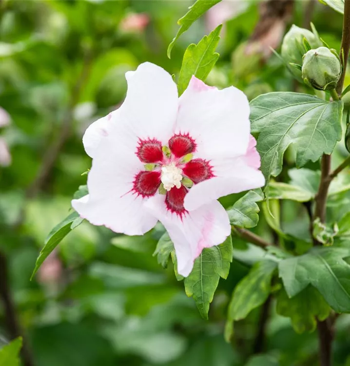 Hibiscus red heart discount