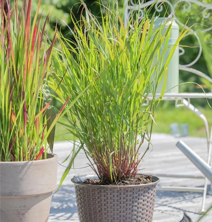 Panicum virgatum Rehbraun