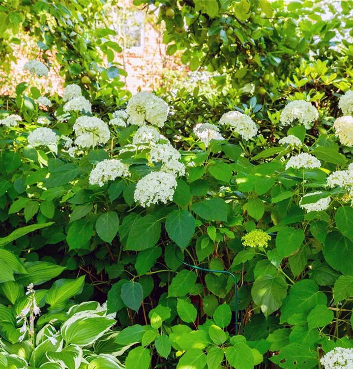 Hydrangea arbor. Grandiflora