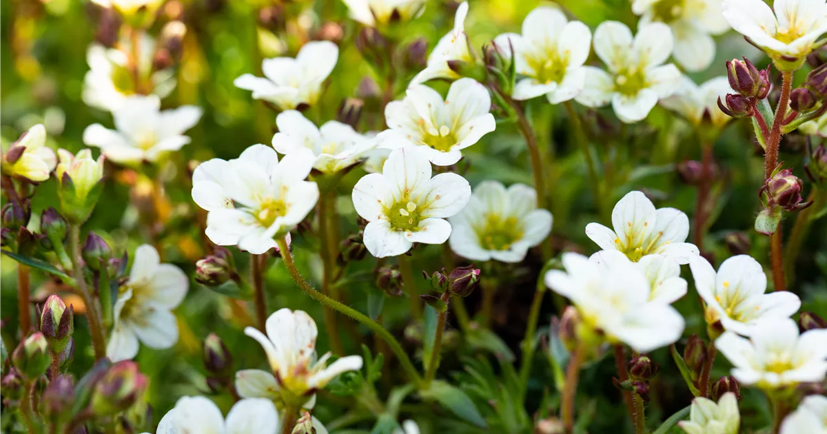 Saxifraga x arendsii 'Schneeteppich'