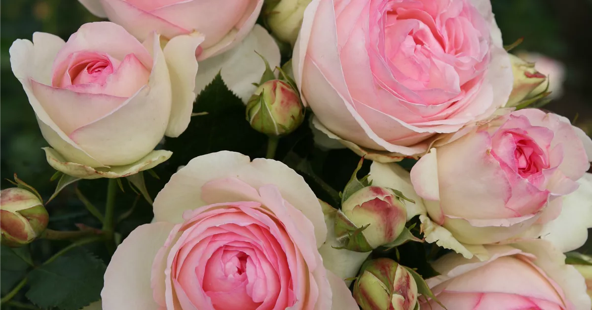 Rosa 