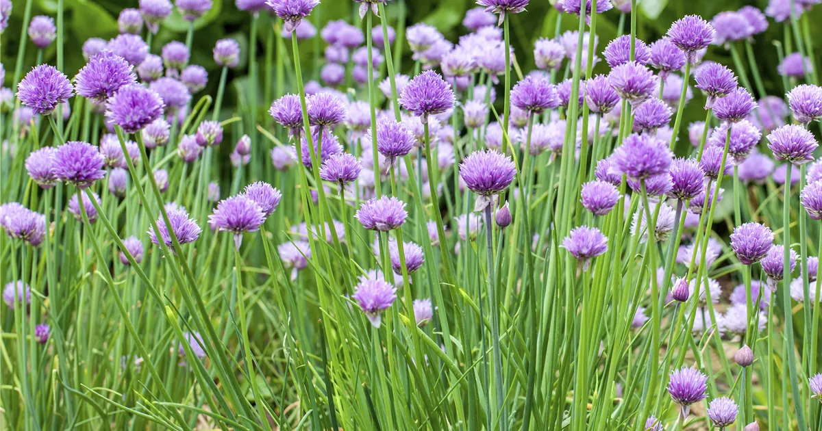 Allium schoenoprasum