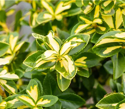 Euonymus fortunei 'Sunspot'