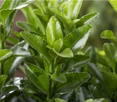 Euonymus fortunei 'Vegetus'