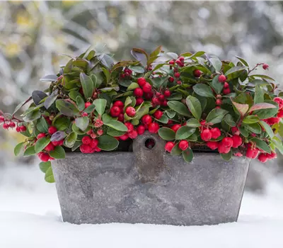 Gaultheria procumbens