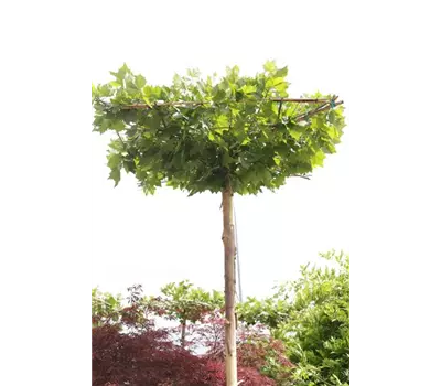 Platanus x hispanica