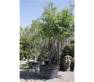 Amelanchier lamarckii