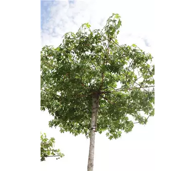 Liquidambar styraciflua