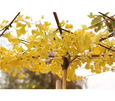 Ginkgo biloba