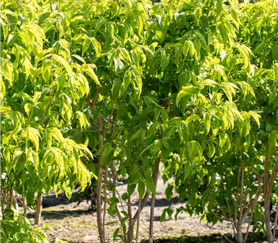 Heptacodium miconioides