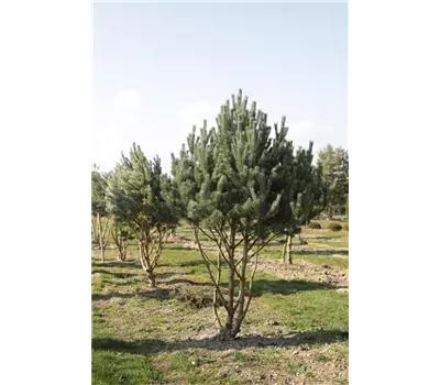 Pinus sylvestris