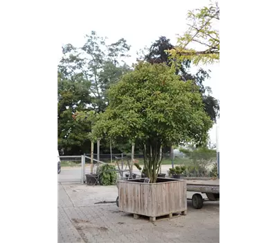 Photinia fraseri 'Red Robin'