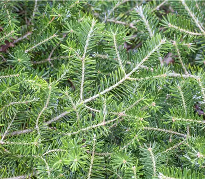 Abies koreana 'Veredelung'