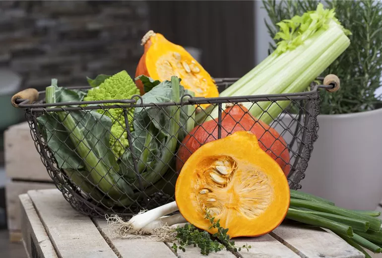 Cucurbita pepo Cucurbita pepo