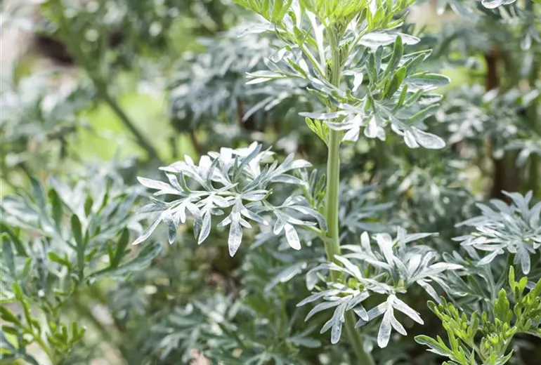Artemisia arborescens 'Little Mice'