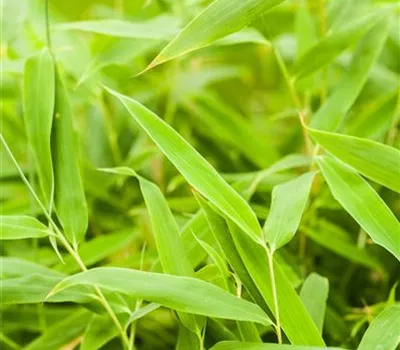 Fargesia murieliae 'Jumbo' Fargesia murieliae 'Jumbo'