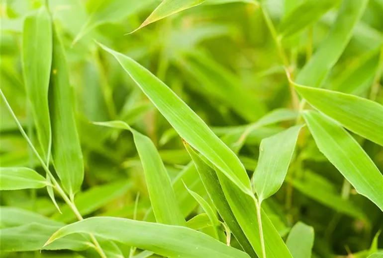 Fargesia murielae Fargesia murielae