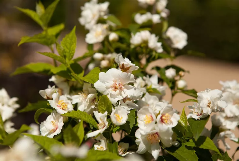 Philadelphus x virginalis 'Natchez' Philadelphus x virginalis 'Natchez'