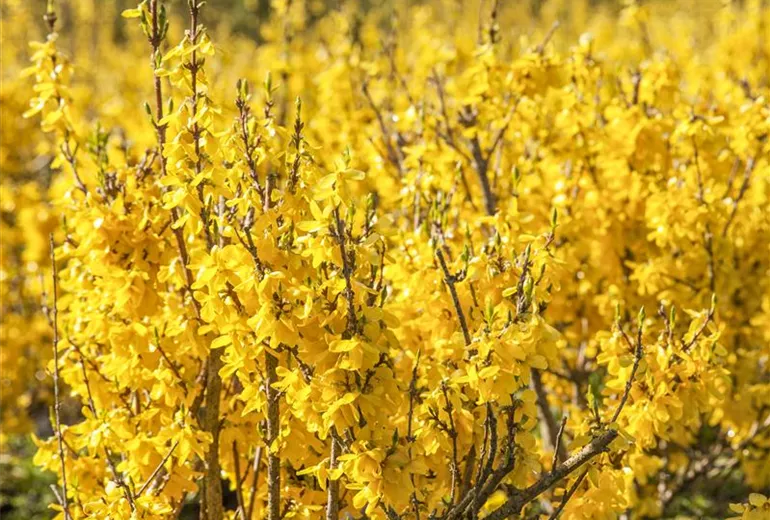 Forsythia x intermedia Forsythia x intermedia