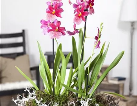 Dicke Luft? Kein Problem mit den richtigen Pflanzen! Dicke Luft? Kein Problem mit den richtigen Pflanzen!