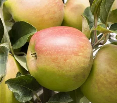 Malus 'Delbarestivale' CAC Malus 'Delbarestivale' CAC