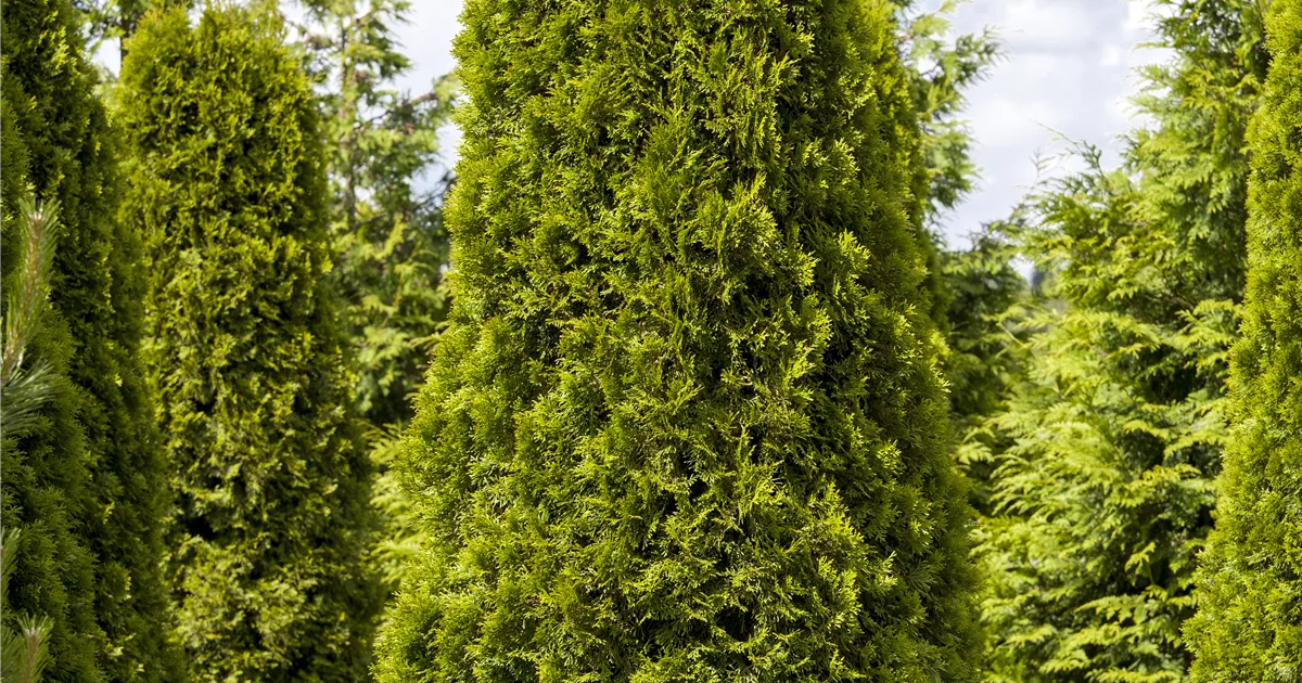 Thuja occidentalis 'Smaragd'