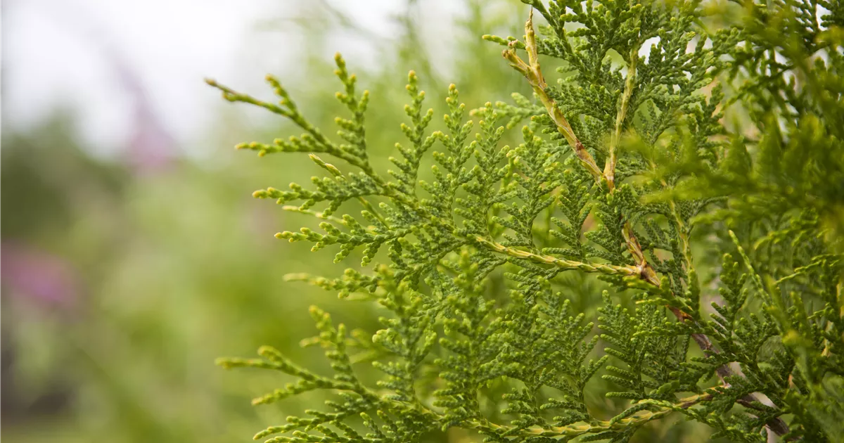 thuja brabant schatten Thuja Brabant kaufen – schnellwachsende Hecke main image 0