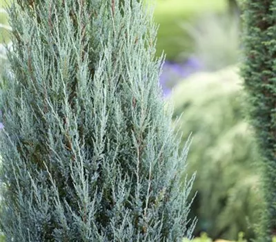 Juniperus scopulorum 'Blue Arrow'
