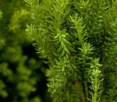 Taxus media 'Hillii'