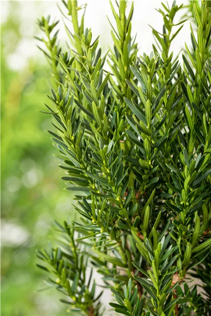 Taxus media 'Hillii'