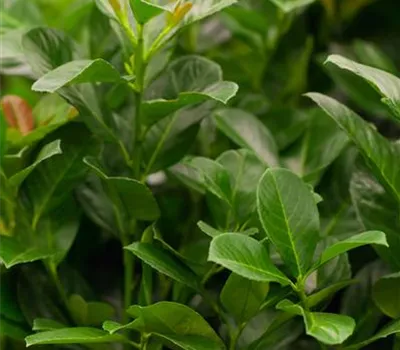 Prunus lauroc.'Etna' -R-