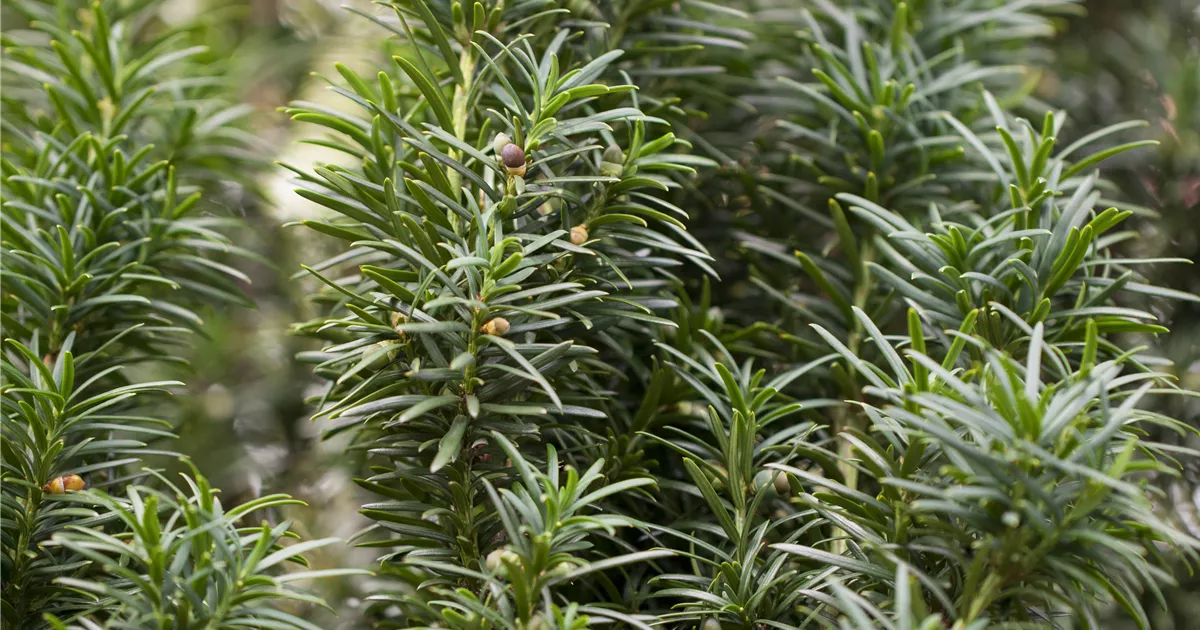 thuja occidentalis filiformis Thuja occidentalis Filiformis – The Plant Broker