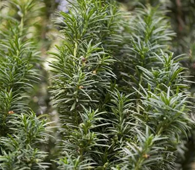 Taxus baccata 'Fastigiata'