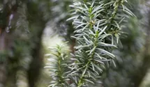 Taxus baccata 'Fastigiata'