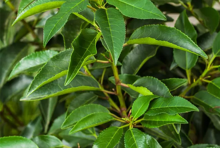 Prunus lusitanica Prunus lusitanica