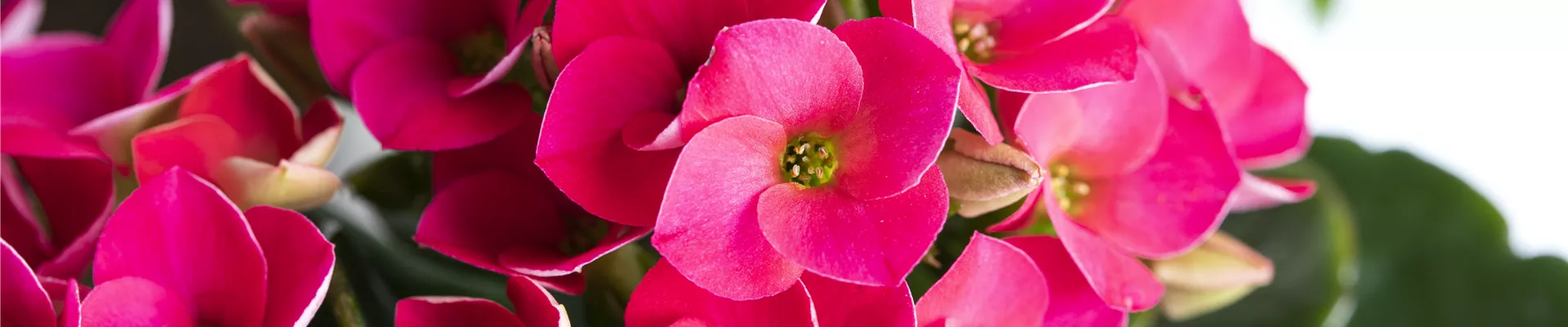 Kalanchoe blossfeldiana, pink