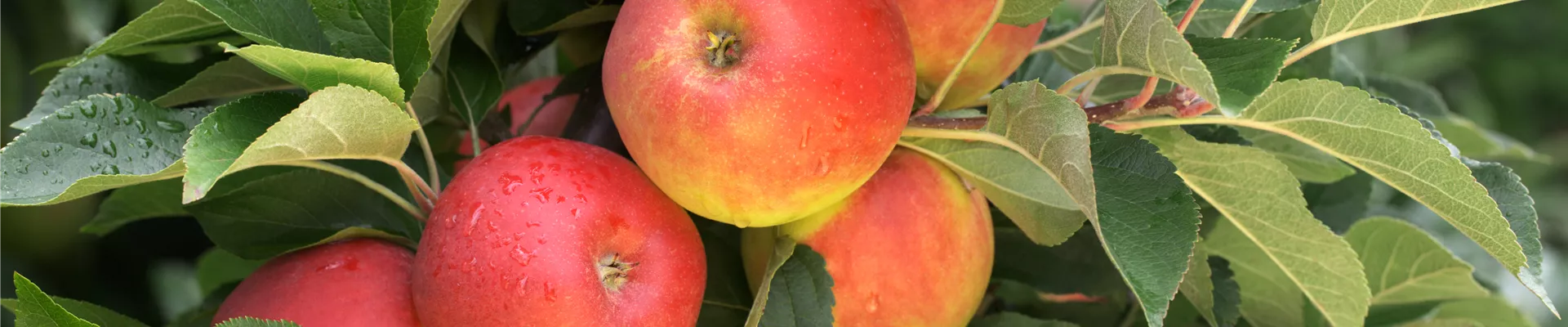 Malus domestica 'Elstar' Malus domestica 'Elstar'