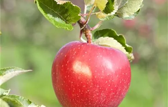 Malus 'Alkmene' CAC