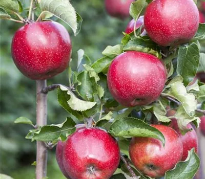 Malus 'Florina' CAC Malus 'Florina' CAC