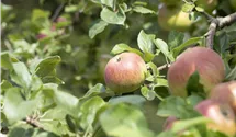 Apfel 'Landsberger Renette' mittel