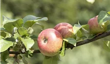 Apfel 'Landsberger Renette' mittel