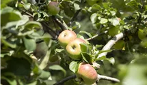 Apfel 'Landsberger Renette' mittel