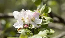 Apfel 'Landsberger Renette' mittel