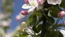 Apfel 'Landsberger Renette' mittel